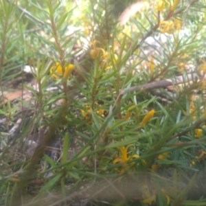 Persoonia chamaepeuce at Wilsons Valley, NSW - 25 Feb 2023