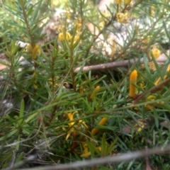 Persoonia chamaepeuce at Wilsons Valley, NSW - 25 Feb 2023