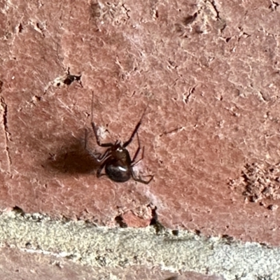 Steatoda capensis (South African cupboard spider) at GG182 - 23 Feb 2023 by KMcCue