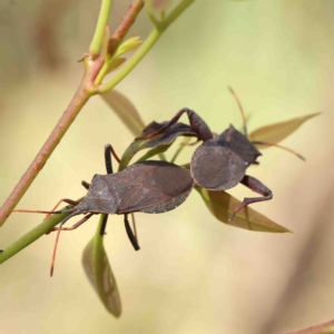 Amorbus sp. (genus) at O'Connor, ACT - 16 Jan 2023