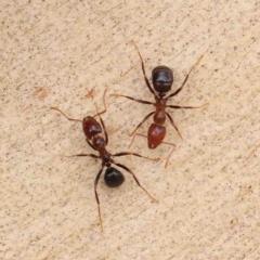 Papyrius sp. (genus) (A Coconut Ant) at O'Connor, ACT - 15 Jan 2023 by ConBoekel