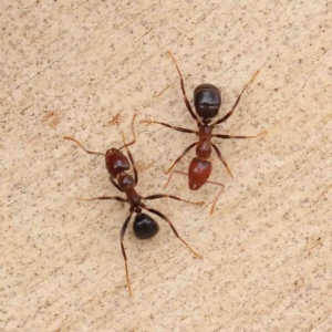 Papyrius sp. (genus) at O'Connor, ACT - suppressed