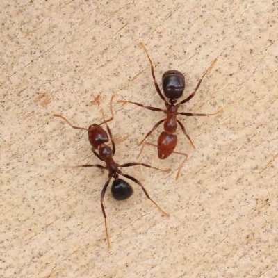 Papyrius sp. (genus) (A Coconut Ant) at O'Connor, ACT - 16 Jan 2023 by ConBoekel