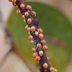 Eriococcus coriaceus (Gumtree Scale) at Dryandra St Woodland - 15 Jan 2023 by ConBoekel