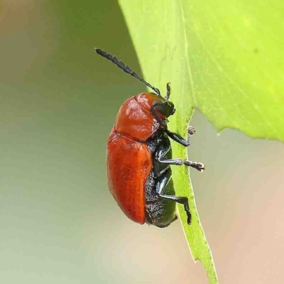 Aporocera (Aporocera) haematodes (A case bearing leaf beetle) at Dryandra St Woodland - 15 Jan 2023 by ConBoekel