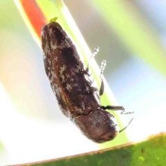 Diphucrania marmorata (Jewel beetle) at Dryandra St Woodland - 15 Jan 2023 by ConBoekel
