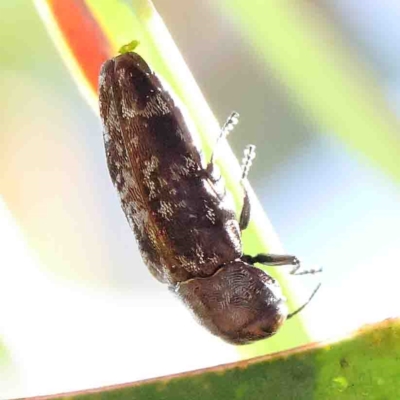 Diphucrania marmorata (Jewel beetle) at Dryandra St Woodland - 15 Jan 2023 by ConBoekel