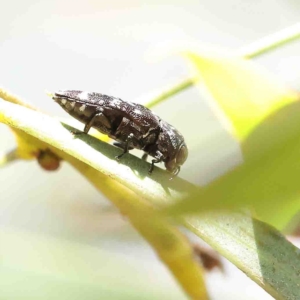 Diphucrania marmorata at O'Connor, ACT - 16 Jan 2023