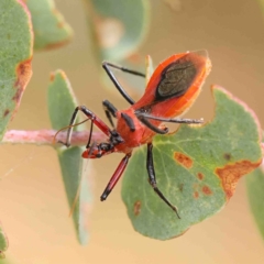 Gminatus australis (Orange assassin bug) at O'Connor, ACT - 16 Jan 2023 by ConBoekel