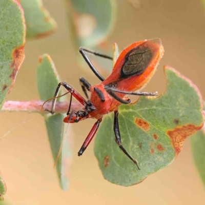 Gminatus australis (Orange assassin bug) at Dryandra St Woodland - 15 Jan 2023 by ConBoekel