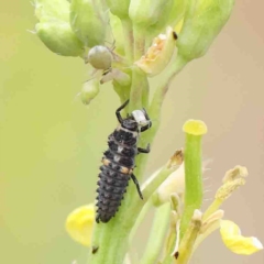 Harmonia conformis (Common Spotted Ladybird) at Dryandra St Woodland - 15 Jan 2023 by ConBoekel