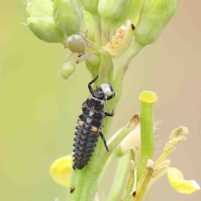 Harmonia conformis (Common Spotted Ladybird) at Dryandra St Woodland - 15 Jan 2023 by ConBoekel