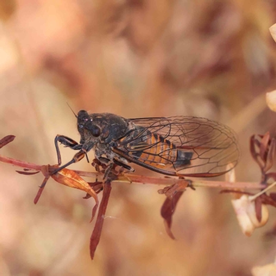 Yoyetta australicta (Southern Ticking Ambertail) at O'Connor, ACT - 15 Jan 2023 by ConBoekel