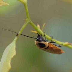 Ellipsidion australe (Austral Ellipsidion cockroach) at O'Connor, ACT - 16 Jan 2023 by ConBoekel