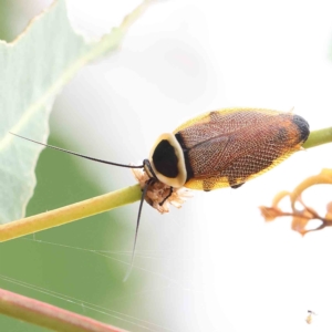 Ellipsidion australe at O'Connor, ACT - 16 Jan 2023 09:31 AM