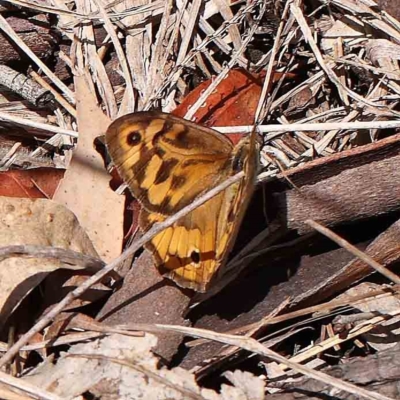 Heteronympha merope (Common Brown Butterfly) at Dryandra St Woodland - 15 Jan 2023 by ConBoekel