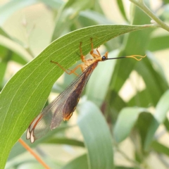 Nymphes myrmeleonoides (Blue eyes lacewing) at Dryandra St Woodland - 15 Jan 2023 by ConBoekel