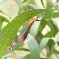 Nymphes myrmeleonoides (Blue eyes lacewing) at O'Connor, ACT - 15 Jan 2023 by ConBoekel