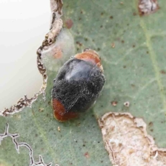Cryptolaemus montrouzieri (Mealybug ladybird) at Dryandra St Woodland - 15 Jan 2023 by ConBoekel