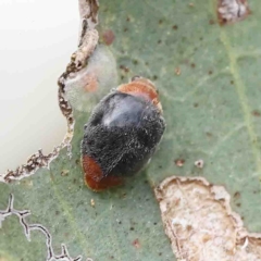 Cryptolaemus montrouzieri (Mealybug ladybird) at O'Connor, ACT - 15 Jan 2023 by ConBoekel