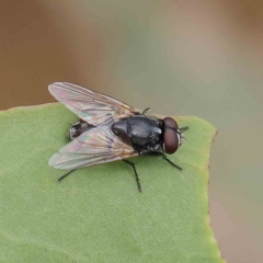 Musca sp. (genus) (Fly) at O'Connor, ACT - 16 Jan 2023 by ConBoekel