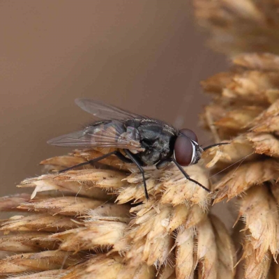 Musca sp. (genus) (Fly) at O'Connor, ACT - 16 Jan 2023 by ConBoekel