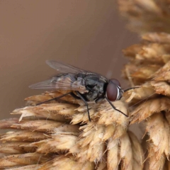 Musca sp. (genus) (Fly) at Dryandra St Woodland - 15 Jan 2023 by ConBoekel