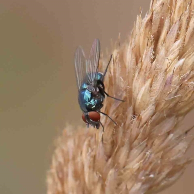 Unidentified True fly (Diptera) at O'Connor, ACT - 15 Jan 2023 by ConBoekel