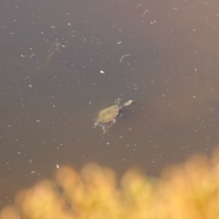 Chelodina longicollis (Eastern Long-necked Turtle) at Booth, ACT - 24 Feb 2023 by KMcCue