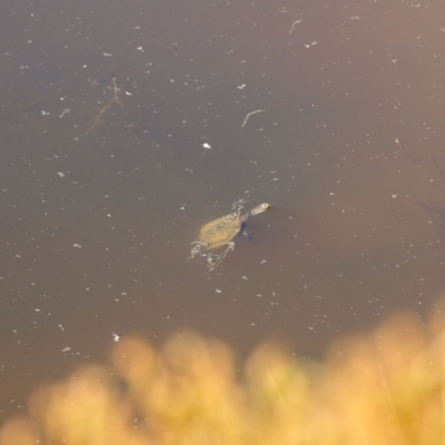 Chelodina longicollis (Eastern Long-necked Turtle) at Booth, ACT - 25 Feb 2023 by KMcCue