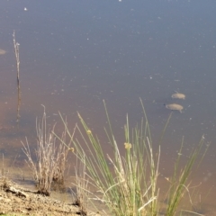 Chelodina longicollis at Booth, ACT - 25 Feb 2023 08:10 AM