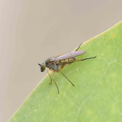 Peloropeodinae (sub-family) (A long-legged fly) at O'Connor, ACT - 16 Jan 2023 by ConBoekel