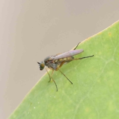 Peloropeodinae (sub-family) (A long-legged fly) at Dryandra St Woodland - 15 Jan 2023 by ConBoekel