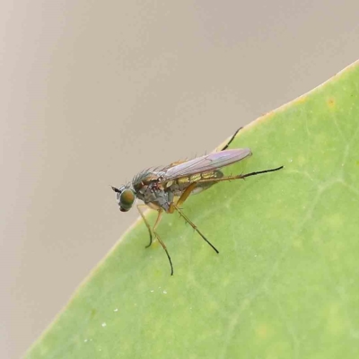 Peloropeodinae (sub-family) (A long-legged fly) at O'Connor, ACT - 15 Jan 2023 by ConBoekel
