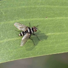 Trigonospila sp. (genus) (A Bristle Fly) at Dryandra St Woodland - 15 Jan 2023 by ConBoekel