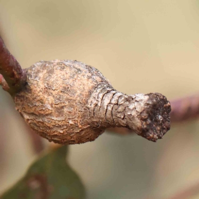 Apiomorpha urnalis (A scale forming an urn shaped gall on eucalypts) at O'Connor, ACT - 16 Jan 2023 by ConBoekel