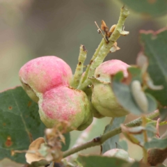 Chalcidoidea (superfamily) (A gall wasp or Chalcid wasp) at O'Connor, ACT - 15 Jan 2023 by ConBoekel