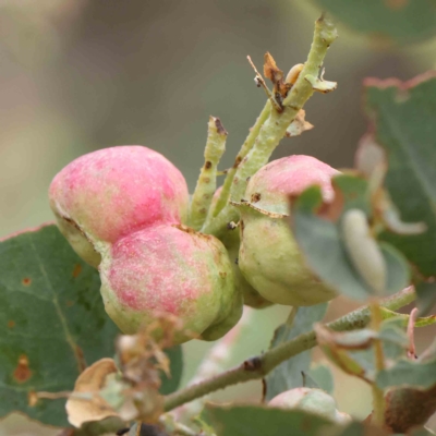 Chalcidoidea (superfamily) (A gall wasp or Chalcid wasp) at Dryandra St Woodland - 15 Jan 2023 by ConBoekel