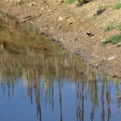 Rhipidura leucophrys (Willie Wagtail) at Namadgi National Park - 24 Feb 2023 by KMcCue