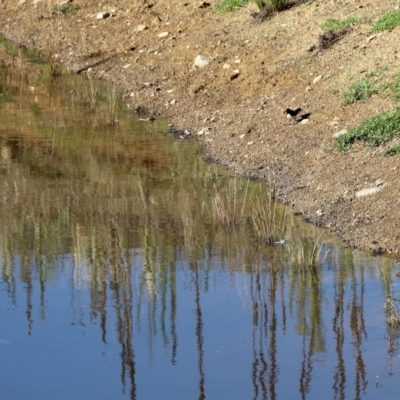 Rhipidura leucophrys (Willie Wagtail) at Booth, ACT - 24 Feb 2023 by KMcCue