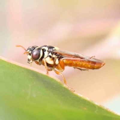 Pergagrapta latreillii (Sawfly) at O'Connor, ACT - 16 Jan 2023 by ConBoekel