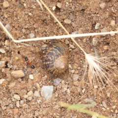 Cornu aspersum (Common Garden Snail) at O'Connor, ACT - 15 Jan 2023 by ConBoekel