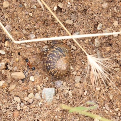 Cornu aspersum (Common Garden Snail) at Dryandra St Woodland - 15 Jan 2023 by ConBoekel