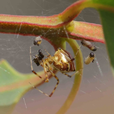 Theridion pyramidale (Tangle-web spider) at Dryandra St Woodland - 15 Jan 2023 by ConBoekel