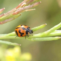 Coccinella transversalis (Transverse Ladybird) at O'Connor, ACT - 16 Jan 2023 by ConBoekel