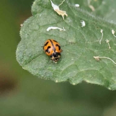 Coccinella transversalis at O'Connor, ACT - 16 Jan 2023