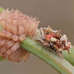 Myrmeleontidae (family) (Unidentified Antlion Lacewing) at Dryandra St Woodland - 15 Jan 2023 by ConBoekel