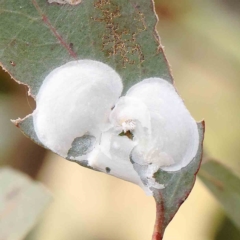 Lasiopsylla sp. (genus) (Psyllid or Lerp insect) at O'Connor, ACT - 16 Jan 2023 by ConBoekel