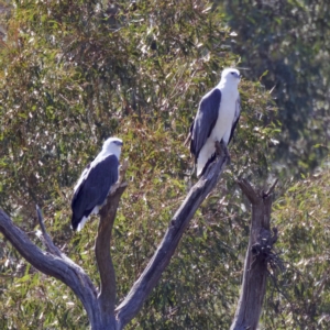 Haliaeetus leucogaster at Stromlo, ACT - 26 Feb 2023