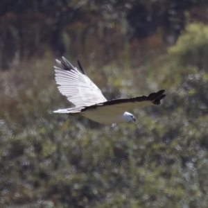 Haliaeetus leucogaster at Stromlo, ACT - 26 Feb 2023